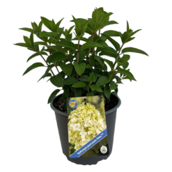 Hydrangea pan. 'Bobo'® C3.5 syyshortensia