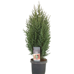 Juniperus chinensis 'Stricta' 40-50 cm C3 Kiinankataja
