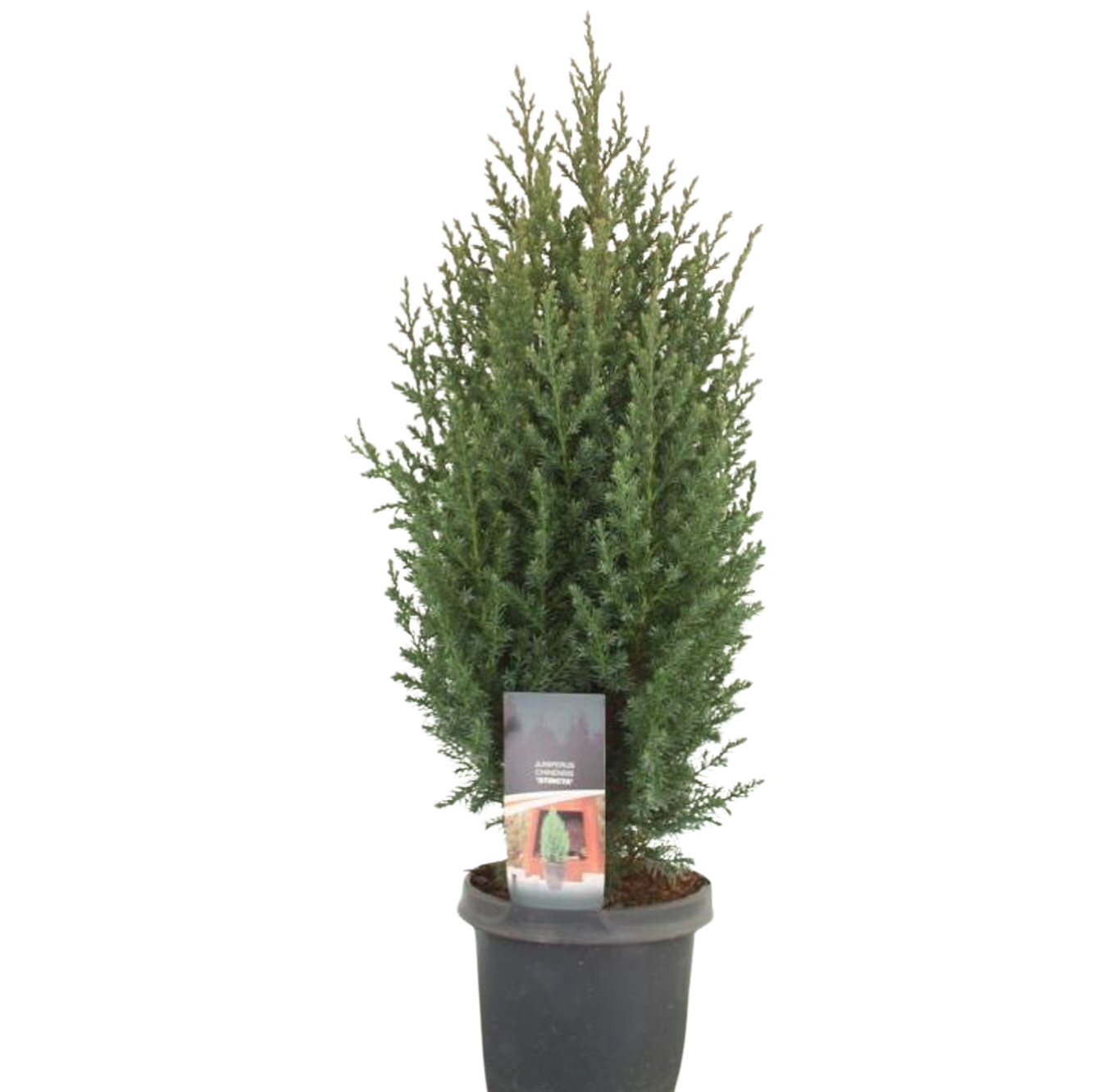 Juniperus chinensis 'Stricta' 40-50 cm C3 Kiinankataja