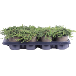 Juniperus chin. 'Green Carpet' P13 kääpiökataja
