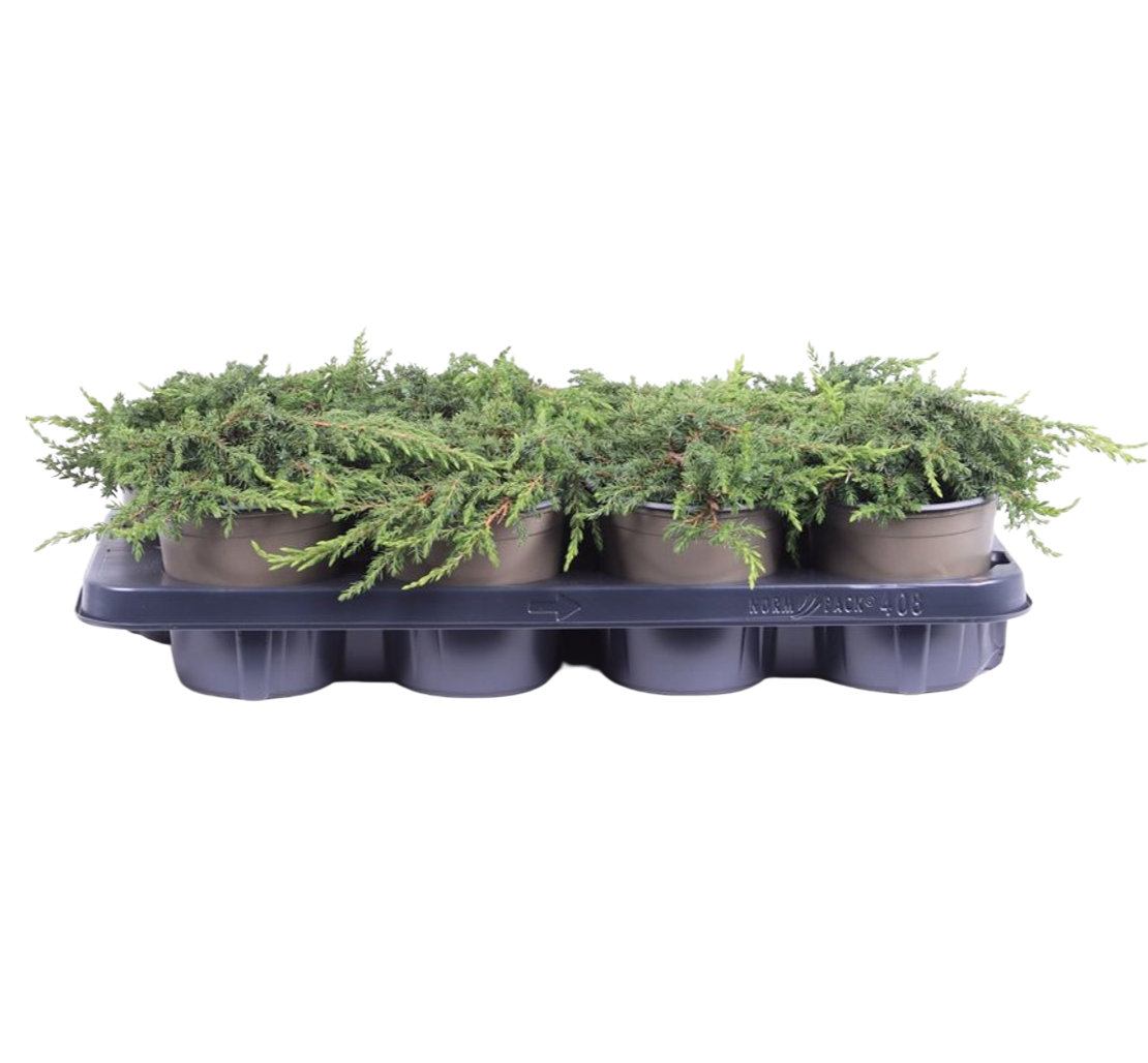 Juniperus chin. ’Green Carpet’ P13 kääpiökataja