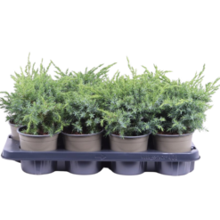 Juniperus squamata 'Blue Swede' P13 sinikataja