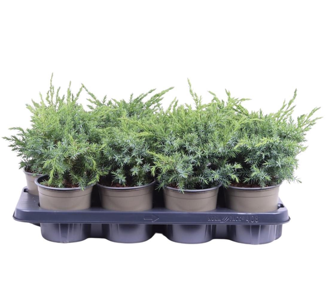 Juniperus squamata ’Blue Swede’ P13 sinikataja