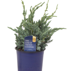 Juniperus squamata 'Meyeri' P13 sinikataja