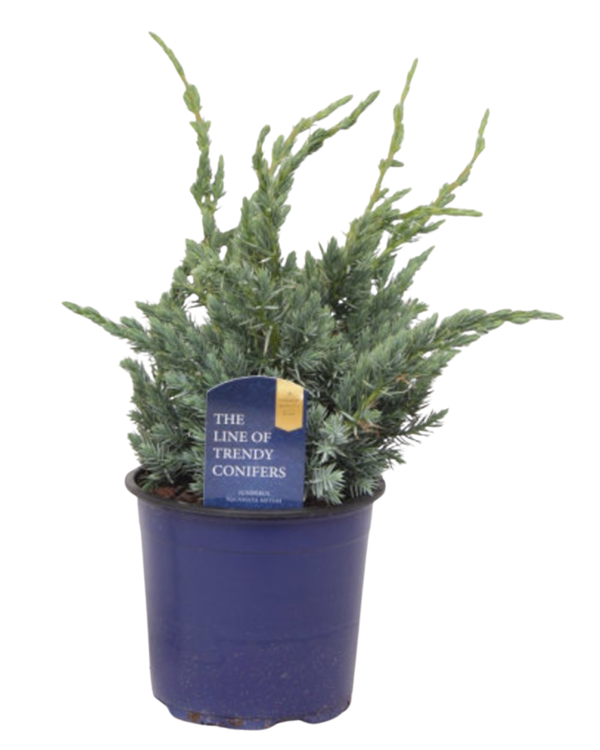 Juniperus squamata ’Meyeri’ P13 sinikataja