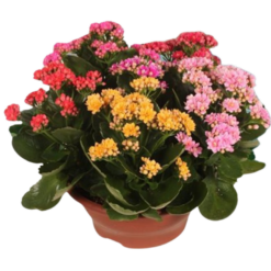 Kalanchoe 'Carnaval' P23 tulilatva