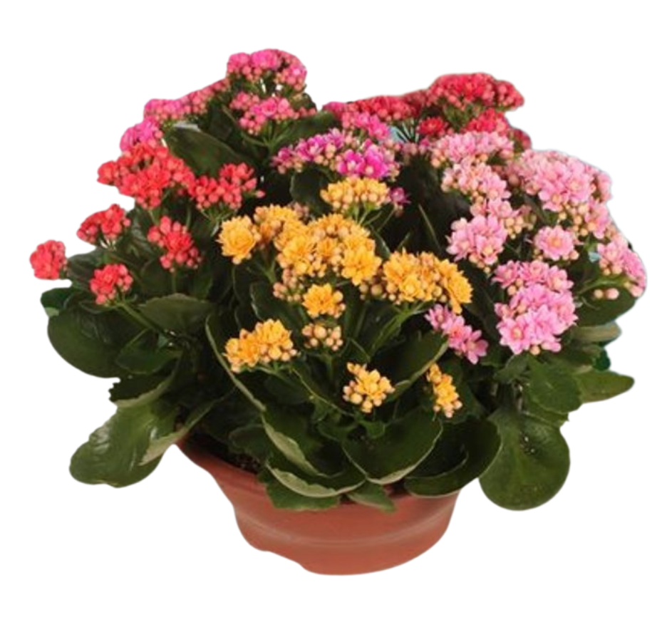 Kalanchoe ’Carnaval’ P23 tulilatva