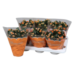 Kalanchoe P15 tulilatva oranssi
