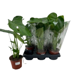 Monstera deliciosa P12 peikonlehti 35 cm