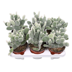 Opuntia microdasys 'Albispina' P12 opuntia