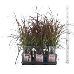 Pennisetum adv. 'Rubrum' C2 koristesulkahirssi