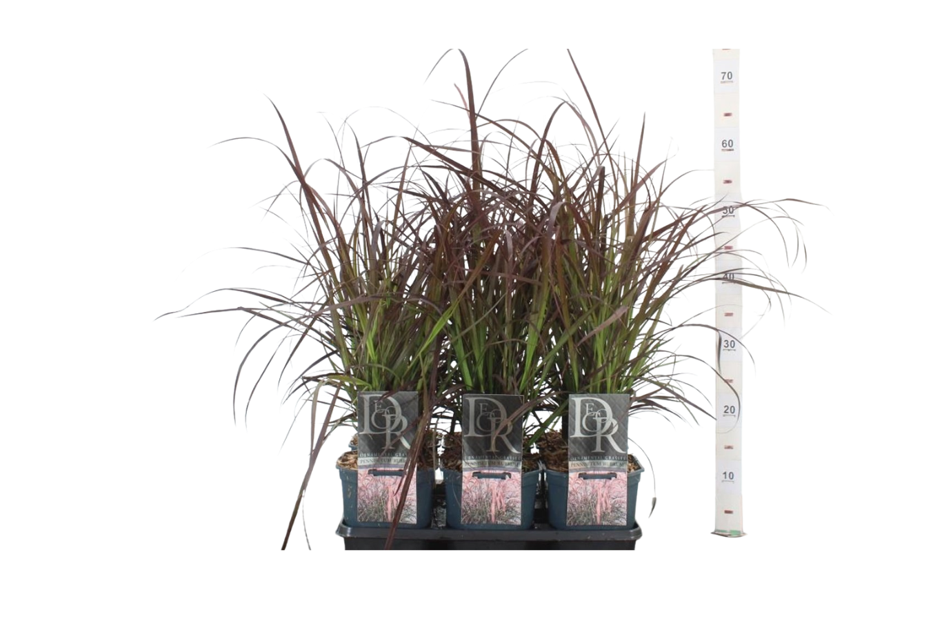Pennisetum adv. 'Rubrum' C2 koristesulkahirssi