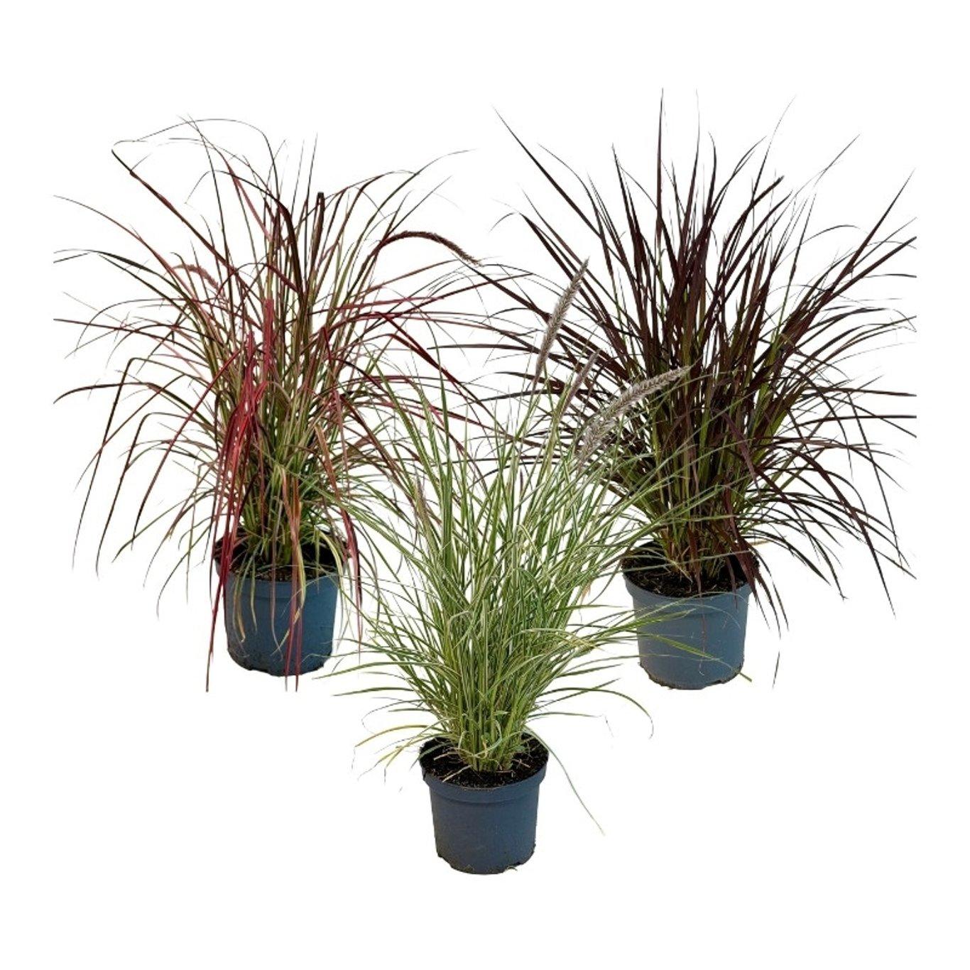 Pennisetum adv. 'Rubrum' C3 mix koristesulkahirssi
