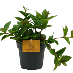 Peperomia 'Rocca Alto' P12 muorinkukka