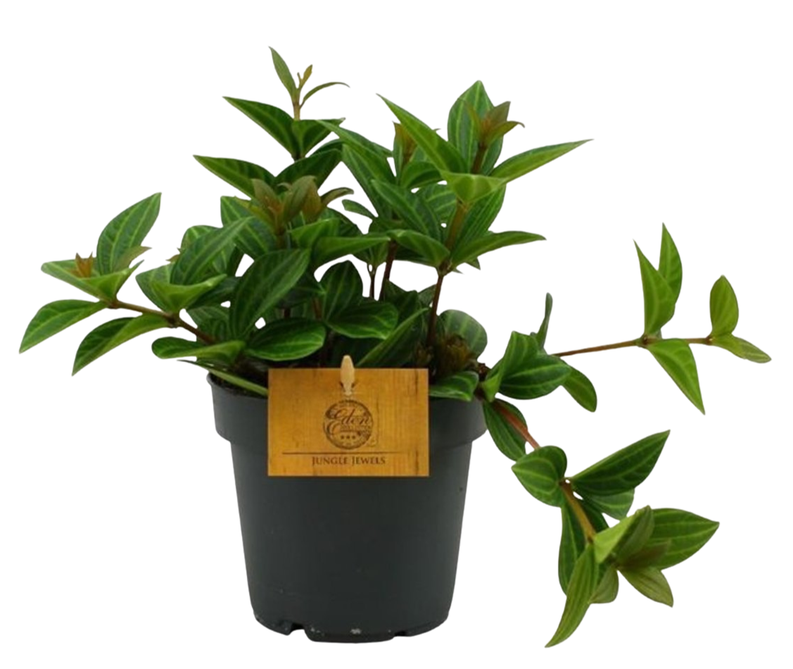 Peperomia 'Rocca Alto' P12 muorinkukka