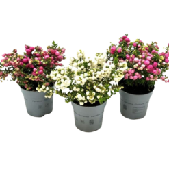 Pernettya mucronata mix P10.5 marjakanerva