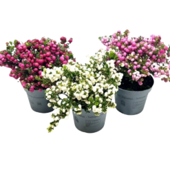 Pernettya mucronata mix P14 marjakanerva