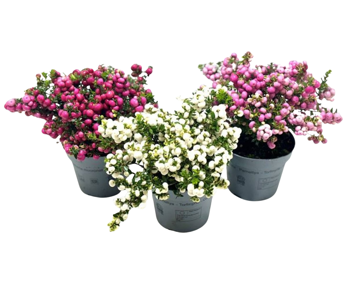 Pernettya mucronata mix P14 marjakanerva