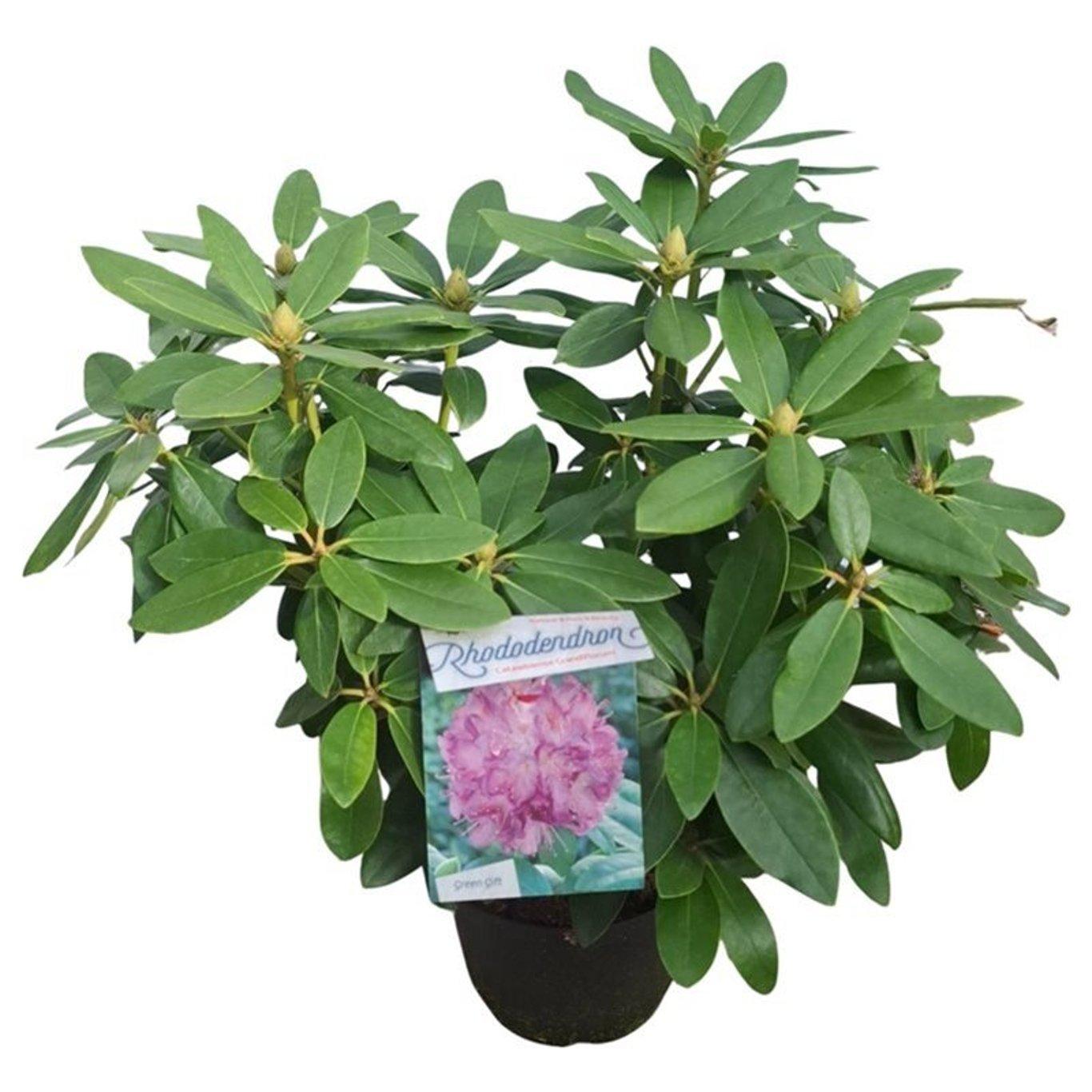 Rhododendron ’Catawb. Grandiflorum’ 30-40 cm puistoalppiruusu