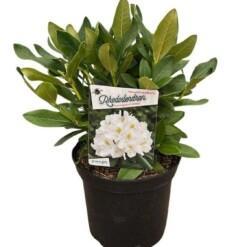 Rhododendron 'Cunningham's White' 30-40 cm puistoalppiruusu