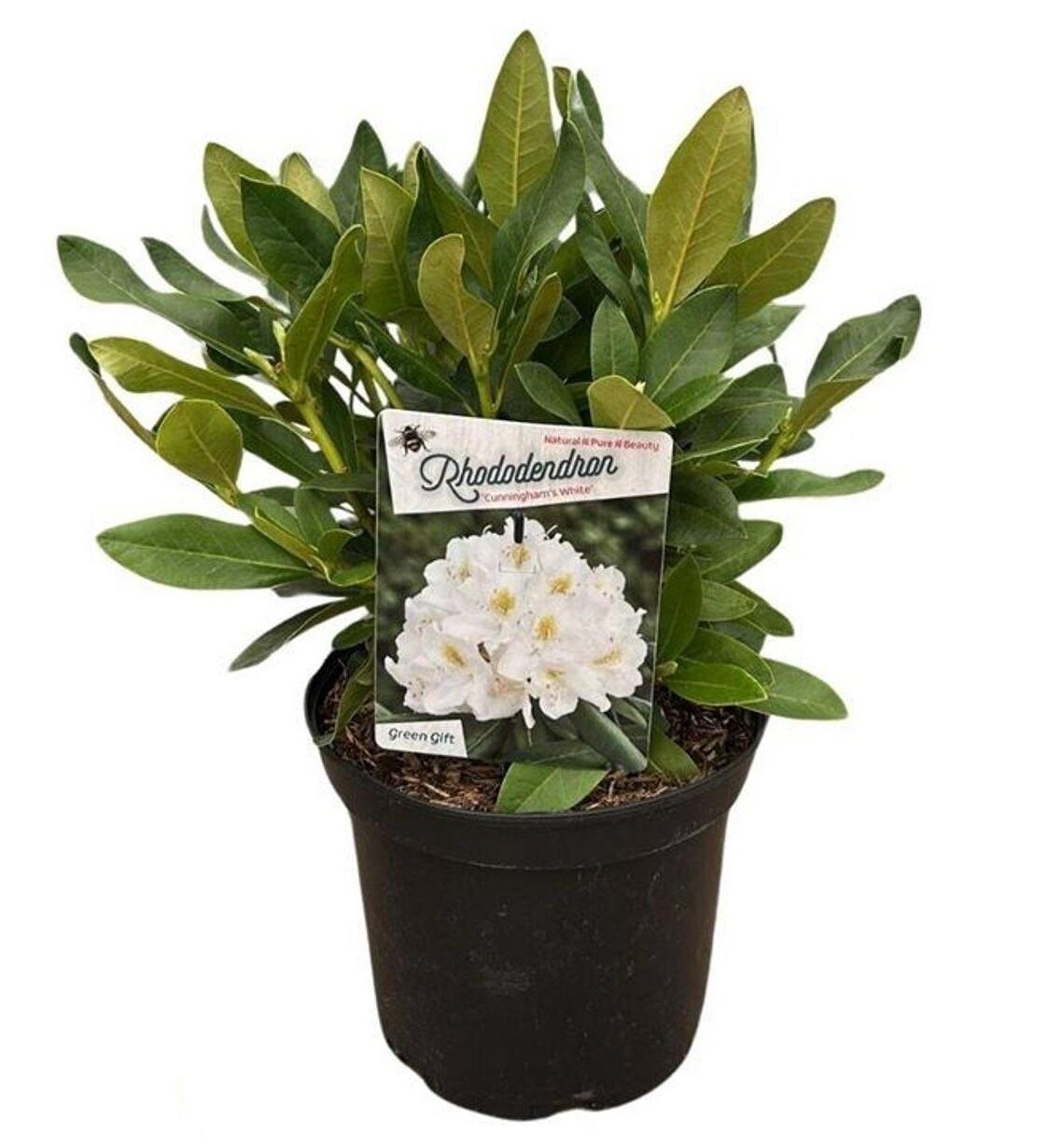 Rhododendron ’Cunningham’s White’ 30-40 cm puistoalppiruusu