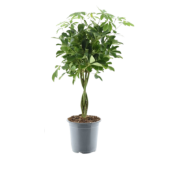 Schefflera arb. 'Compacta', siroliuska-aralia 75 cm