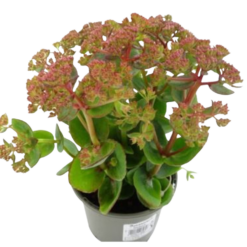 Sedum 'Rose Charm' P13 maksaruoho