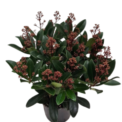 Skimmia jap. 'Rubella' C1.5 skimmia 20+ kukkaterttua