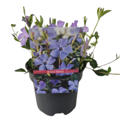 Vinca minor 'Atropurpurea' P13 Pikkutalvio