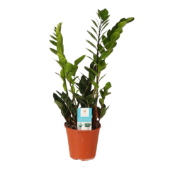 Zamioculcas zamiifolia P14 palmuvehka