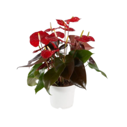 Anthurium and. 'Coral Champion' P17 flamingonkukka
