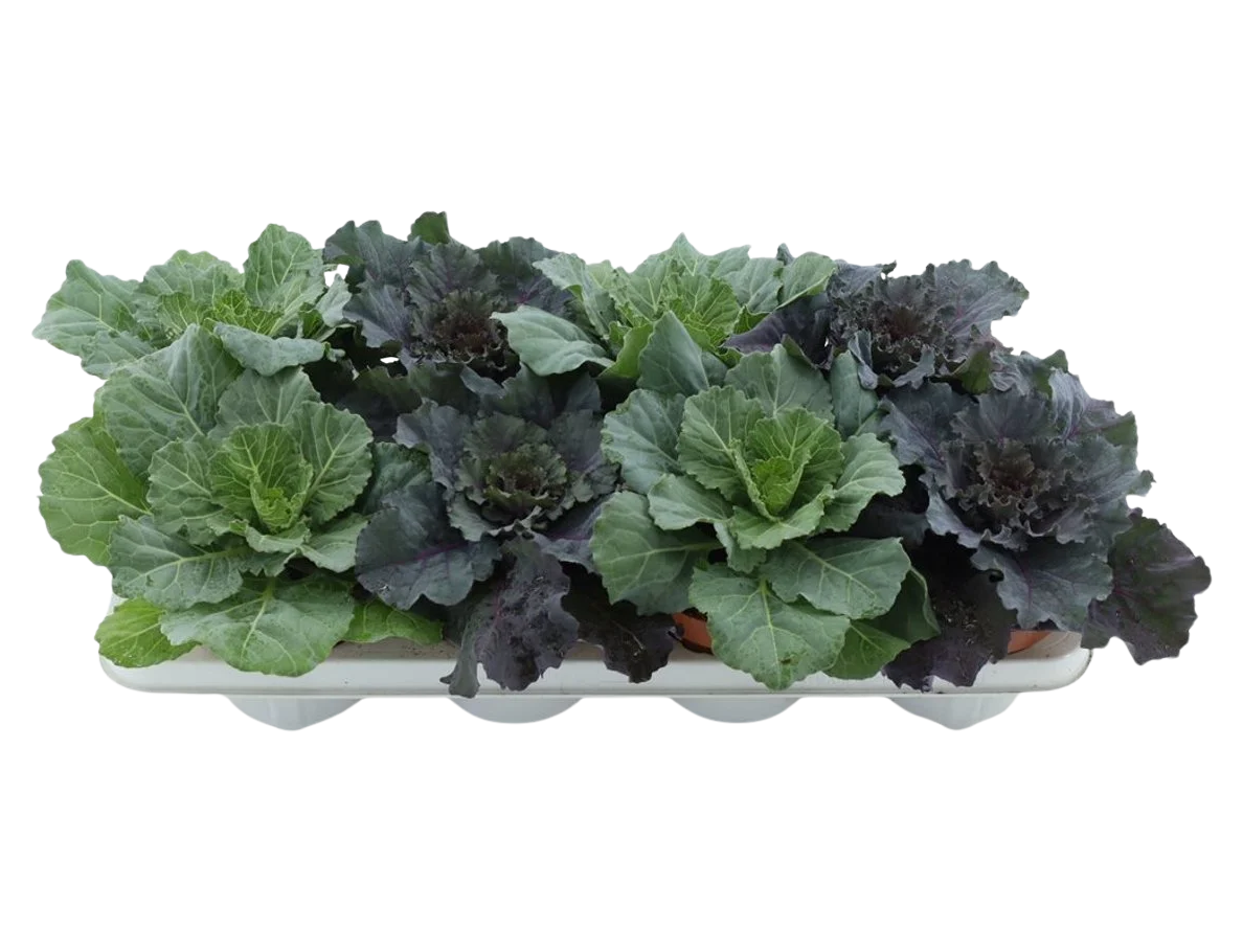 Brassica (smooth leaf) mix P13 koristekaali