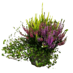 Calluna 'Garden Girls'® trio + Muehlenbeckia P13