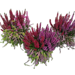 Calluna Beauty L Beautybelle P11 calluna