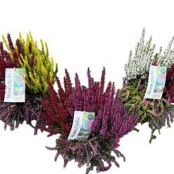 Calluna Beauty L Beautybelle P13 calluna