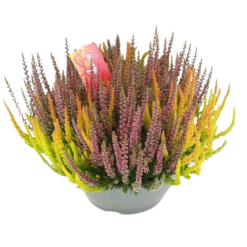 Calluna Beauty L Symphony P23 calluna