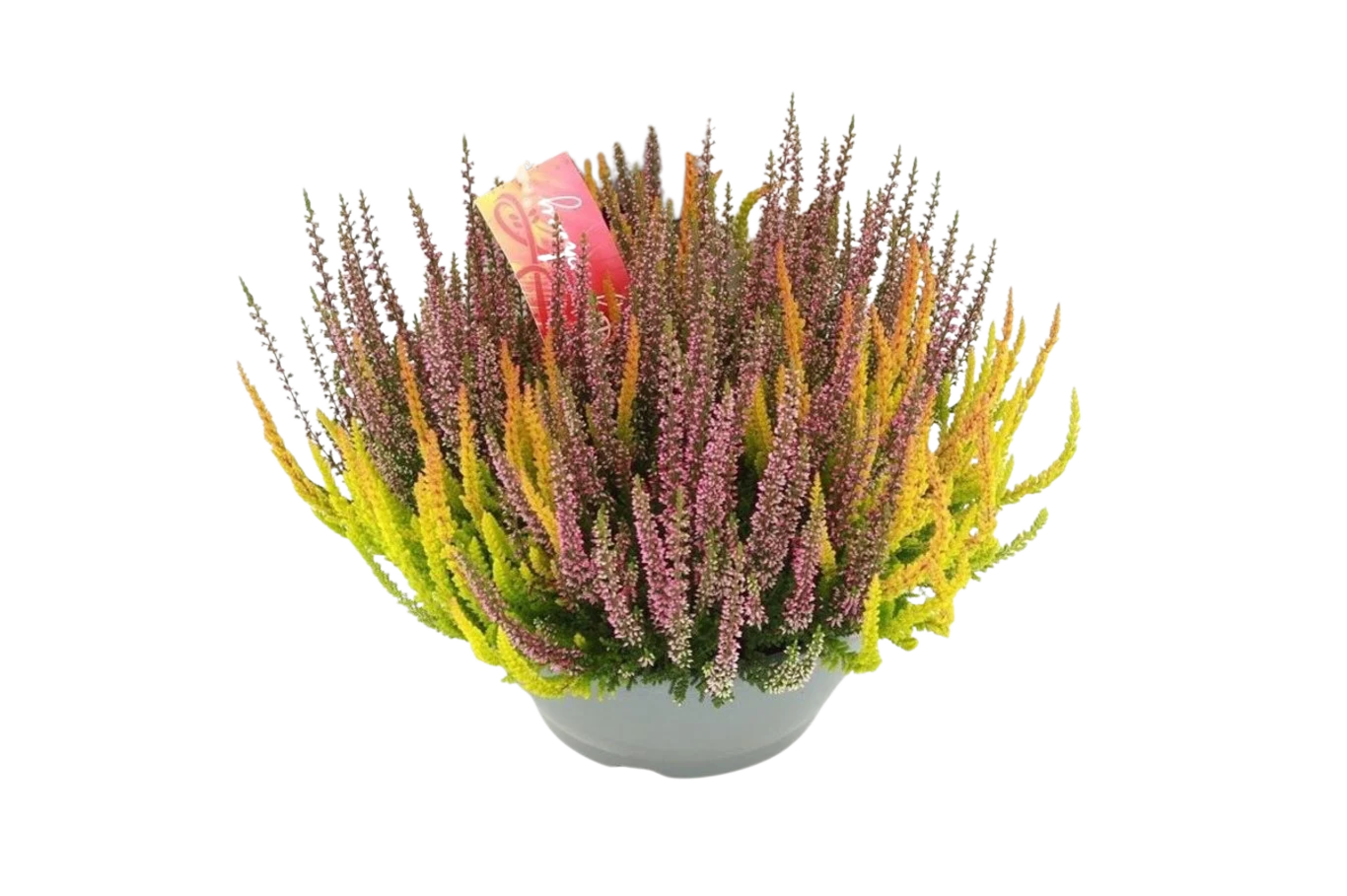Calluna Beauty L Symphony P23 calluna