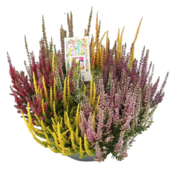 Calluna v. 'B.Ladies'® Mosaica P23 vatimalli