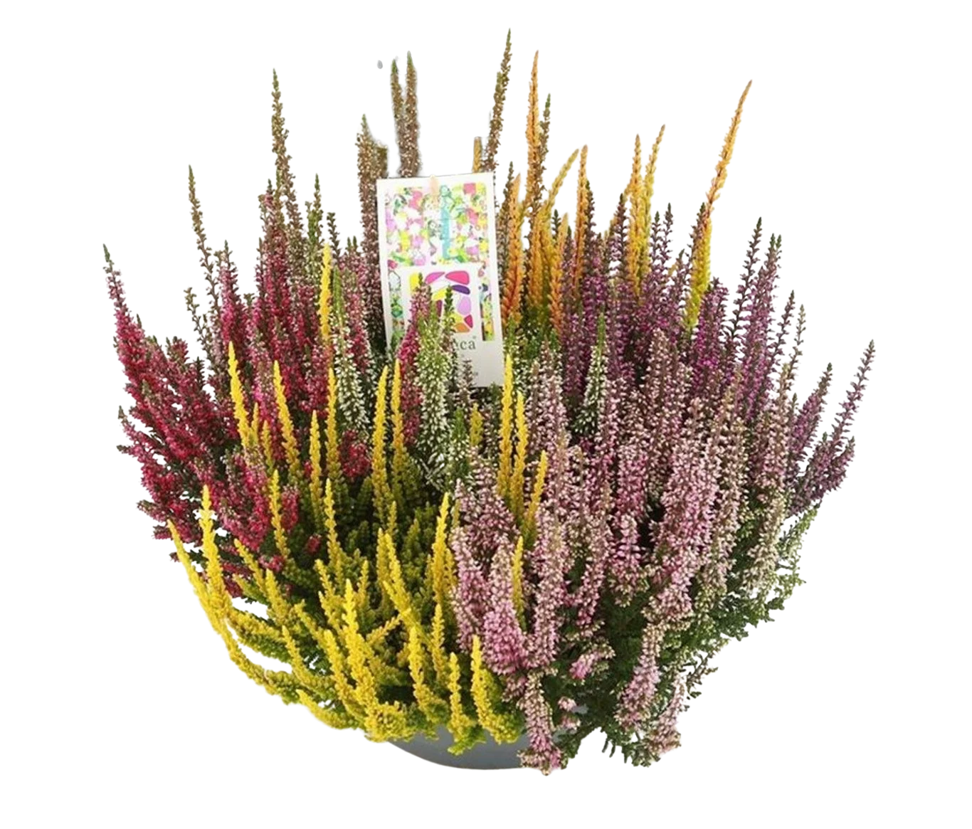 Calluna v. 'B.Ladies'® Mosaica P23 vatimalli
