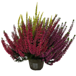 Calluna v. 'Beauty Ladies'® Milca trio P13