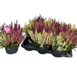 Calluna v. 'Garden Girls'® Trio Vanille Plum P17