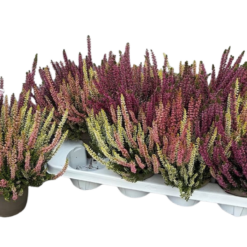 Calluna v. 'Garden Girls'® Trio Vanille Plum P13