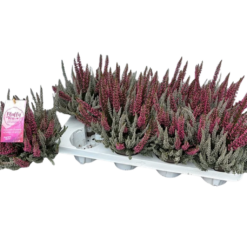 Calluna vulg. 'Garden Girl® Fluffy Kiss' P11
