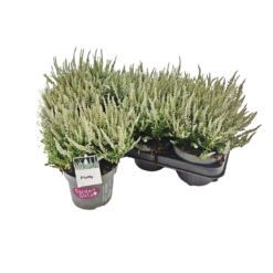 Calluna vulg. 'Garden Girl® Fluffy' P13