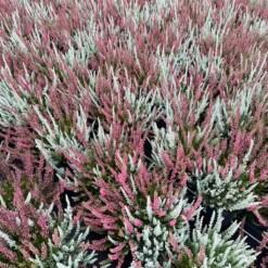 Calluna vulg. 'Garden Girl® Fluffy twin' P11
