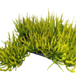 Calluna v. 'Sunset Zeta' P12