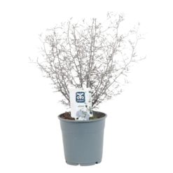 Corokia 'Maori Silver' P12 kummituspuu