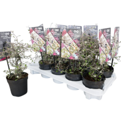 Corokia cotoneaster P11 kummituspuu