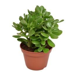 Crassula ovata P15 rahapuu