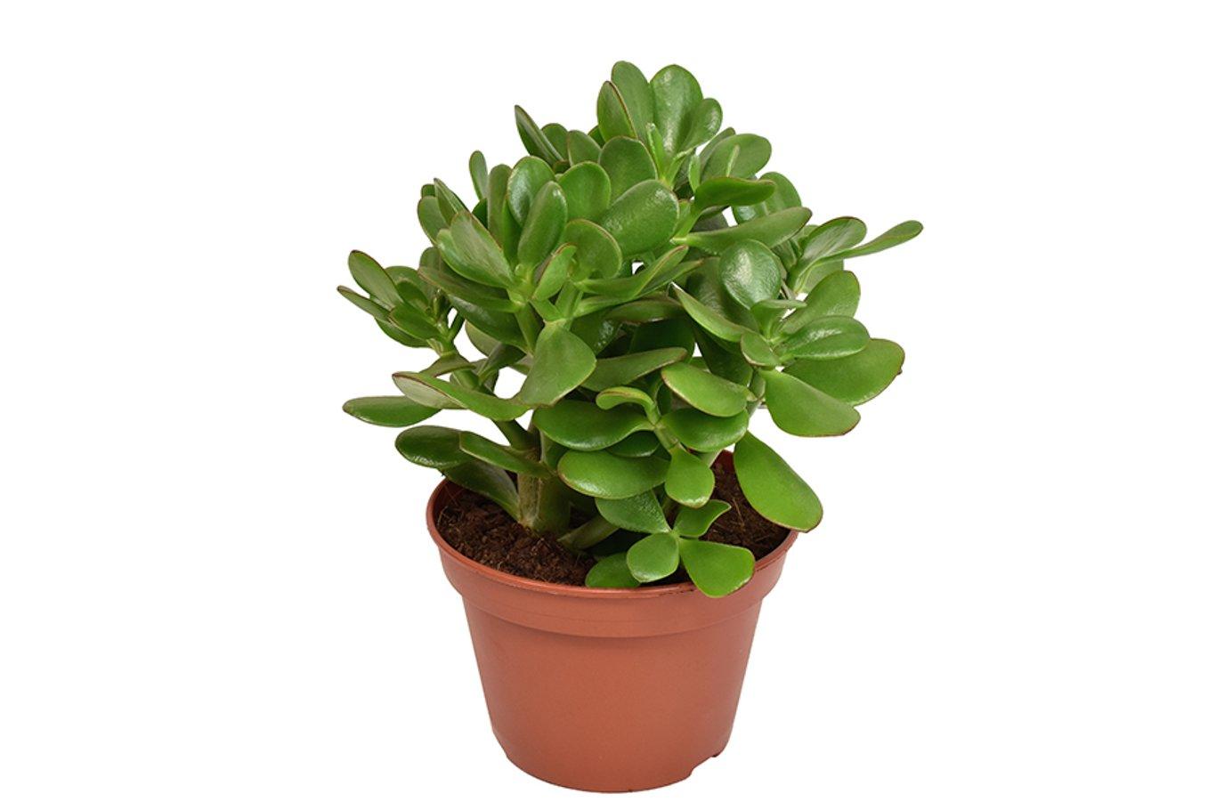 Crassula ovata P15 rahapuu